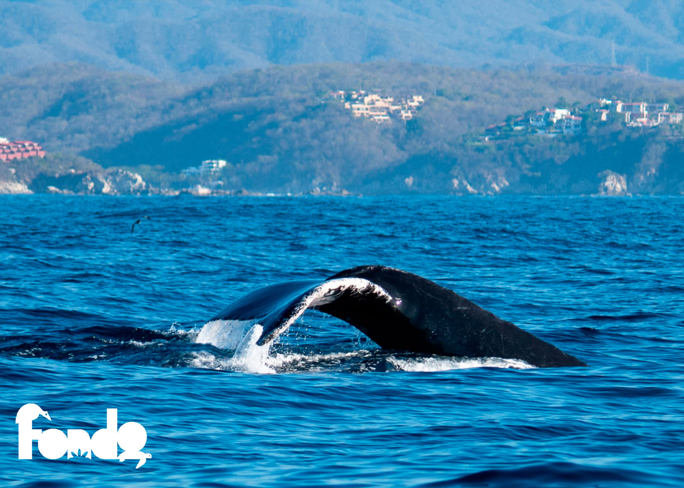 fondo-oaxqueno-gallery-1